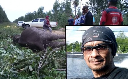 Aktivis Desak RAPP dan IndahKiat Tanggungjawab Kasus Kematian Gajah