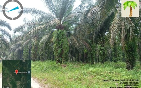 Kisah Warga Bencah Seratus Kampar, Tergiur KPPA Tak Dapat Apa-apa