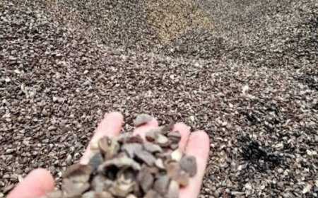 Dugaan Penampungan Cangkang Ilegal Aktif Beroperasi di Siak Hulu Kampar