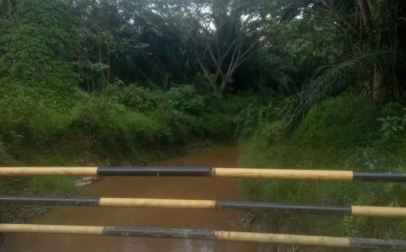 Diduga Tanam Sawit Diluar HGU, DPN PETIR Surati PT Musim Mas