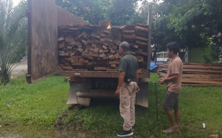 Dua Orang Terduga Pelaku Ilegal Logging Ditangkap Polhut TNBT