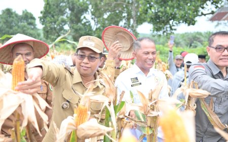 Wakil Bupati Rohil Panen Raya Kelompok Tani Pasir Putih Bersatu