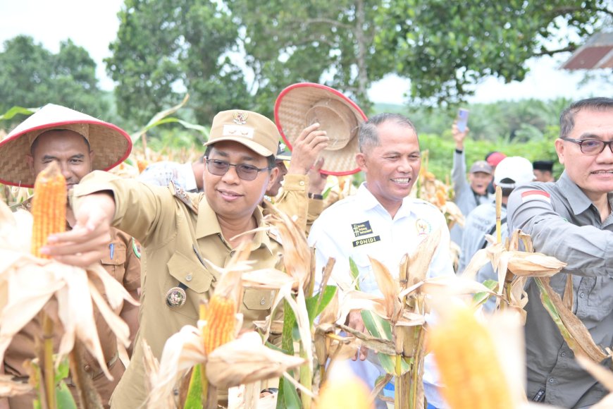 Wakil Bupati Rohil Panen Raya Kelompok Tani Pasir Putih Bersatu