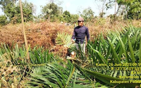Kades Air Hitam Bersama Satgas PKH Tebas Pohon Sawit di TNTN