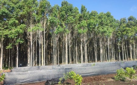 Suara Hati Anak Pulau Mencetak Uang di Desa Menuju Swasembada