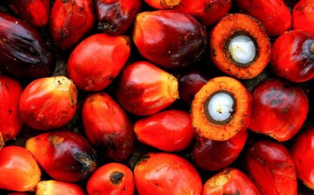 Naik, Kelapa Sawit Mitra Plasma di Riau Dihargai Rp3.631 per Kg