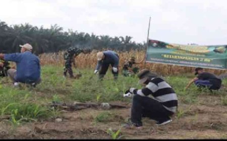 Program Ketahanan Pangan, Satgas TMMD ke-127 Kodim 0301/Pekanbaru Tanam Jagung, Cabai dan Ubi